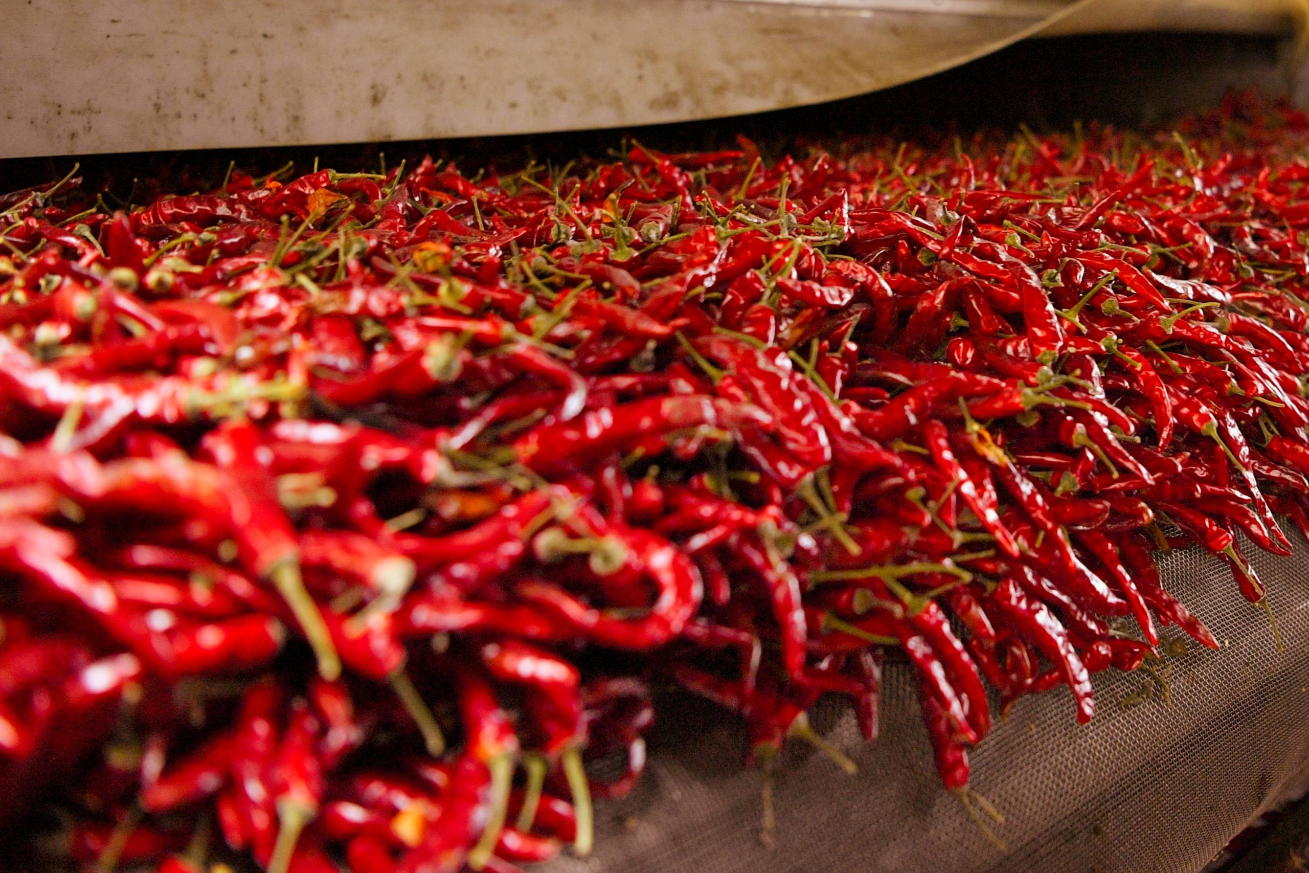 China Paprika Manufacturer – Premium Bulk Paprika for Food Industry | DINWEYS Qingdao