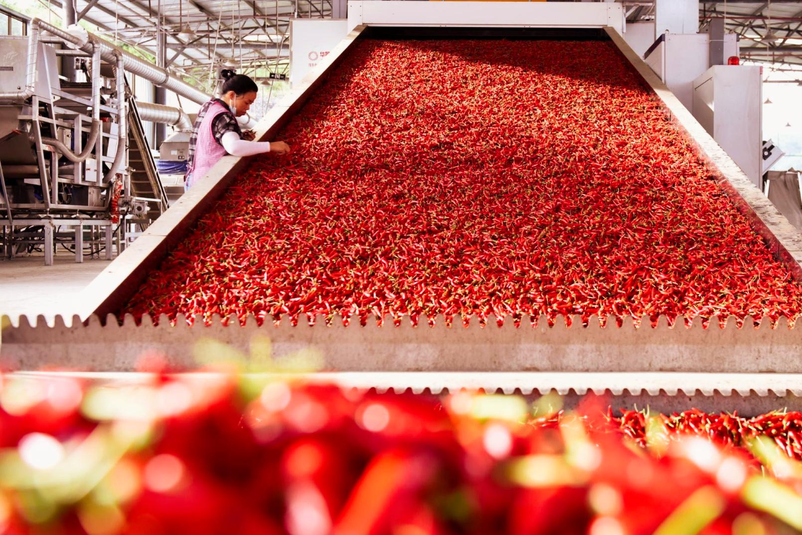 China Paprika Manufacturer – Premium Bulk Paprika for Food Industry | DINWEYS Qingdao