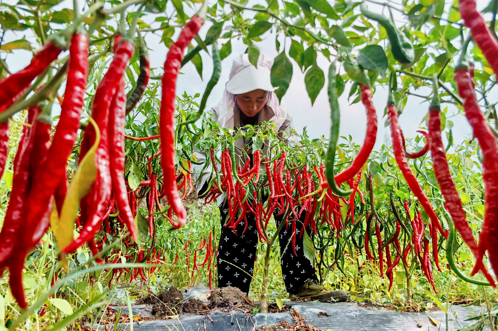 Traceable agricultural contract farming base for paprika pods in China with farmers during sorting