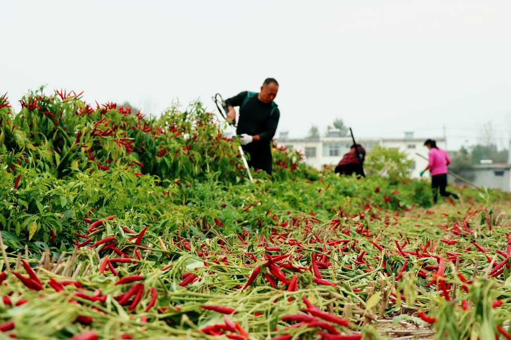 Traceable agricultural contract farming base for paprika pods in China with farmers during sorting
