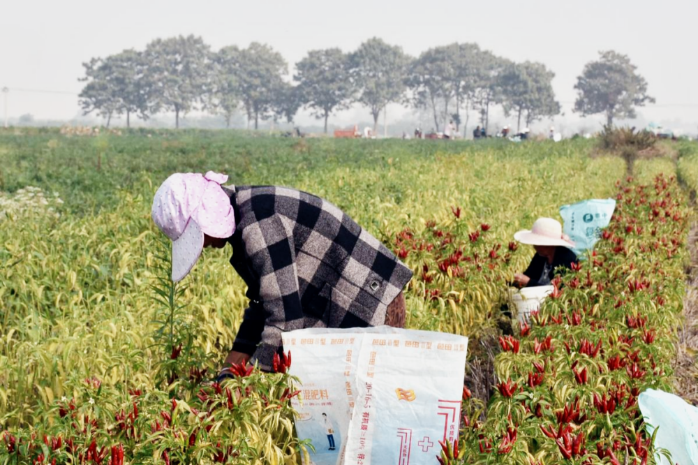 Traceable agricultural contract farming base for paprika pods in China with farmers during sorting