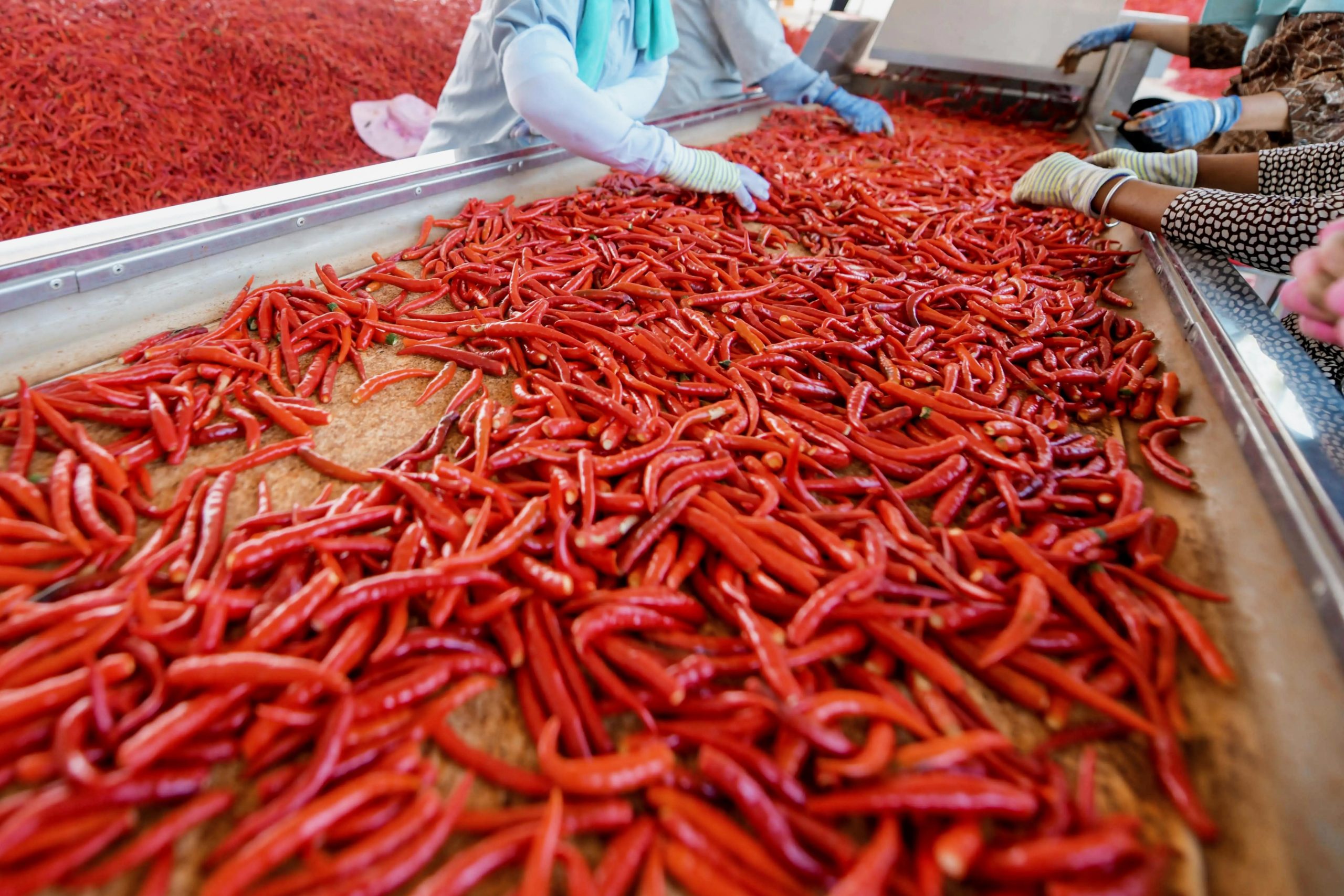 China Paprika Manufacturer | Bulk Paprika Powder, Flakes & Whole Pods | Dinweys® Qingdao